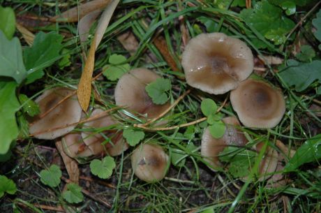 20060821-paddestoel1.jpg