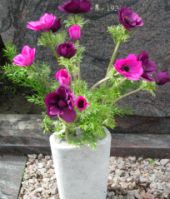 20060823-bloem.jpg