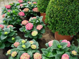 20060825-planten.jpg