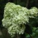 20060828-hortensia.jpg