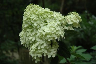 20060828-hortensia.jpg