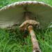 20060829-parasolzwammen.jpg