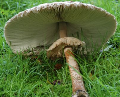 20060829-parasolzwammen.jpg