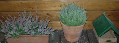 20060907-plantjes.jpg