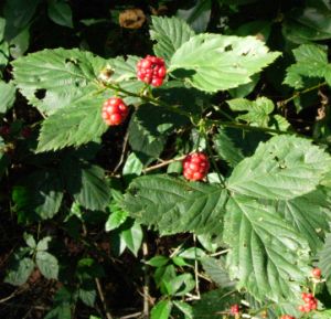 20060911-bramen.jpg