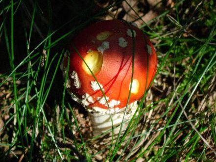 20060911-rood.jpg