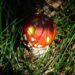 20060911-rood.jpg