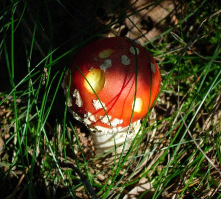 20060911-rood.jpg