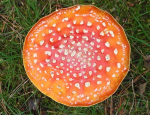 20061020-paddestoel.jpg