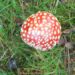 20061020-paddestoel1.jpg