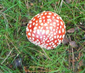 20061020-paddestoel1.jpg