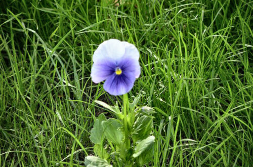 20120624-viool.jpg