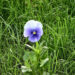 20120624-viool.jpg