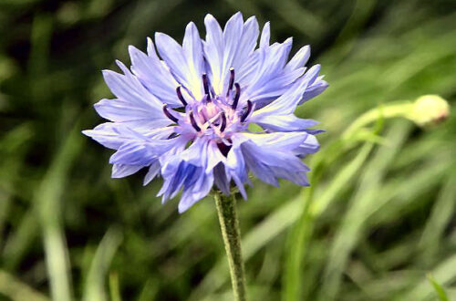 20120708-korenbloem.jpg