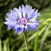 20120708-korenbloem.jpg