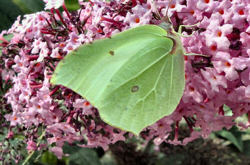 20120812-citroenvlinder.jpg