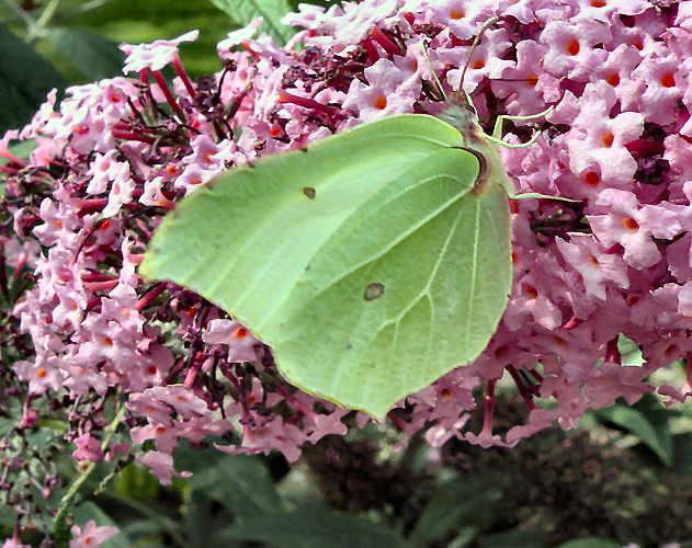 20120812-citroenvlinder.jpg