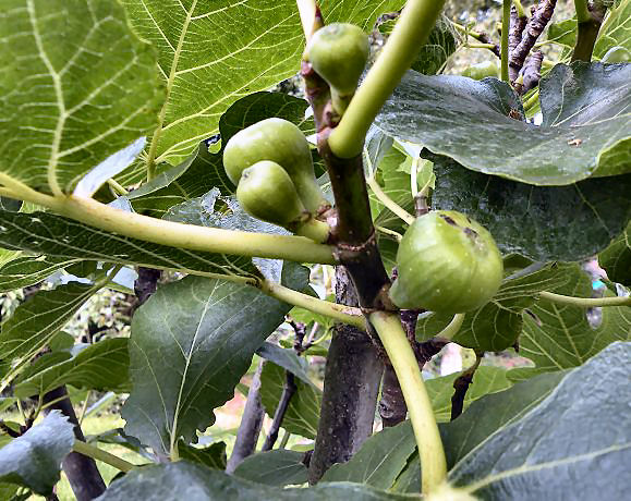 20120903-vijgen.jpg