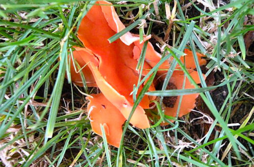 20121112-paddenstoeltje.jpg