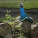 20130623-harrie.jpg
