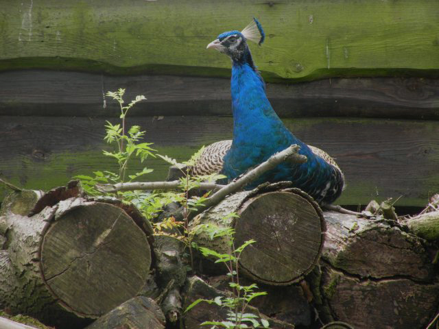 20130623-harrie.jpg