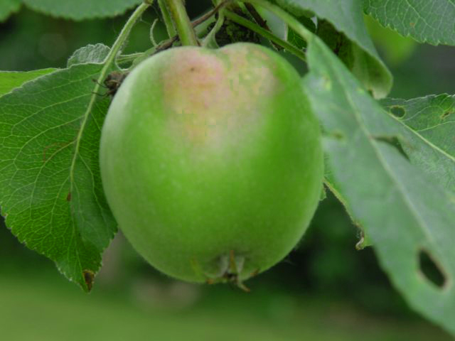 20130711-appel.jpg