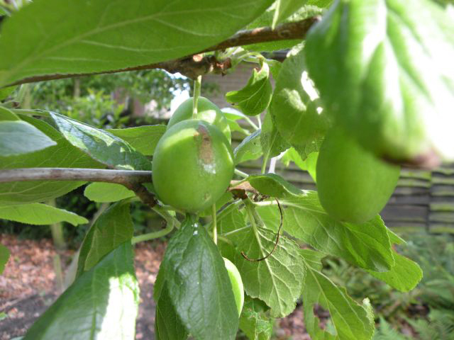 20130711-fruit.jpg