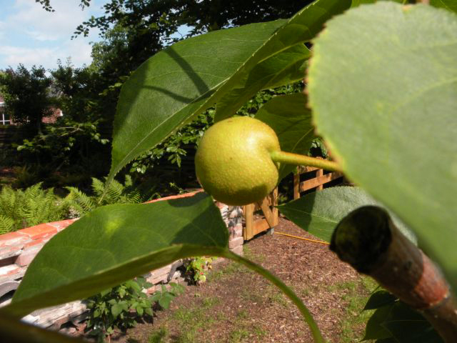 20130711-fruit1.jpg