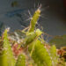 20130807-sprinkhaan.jpg