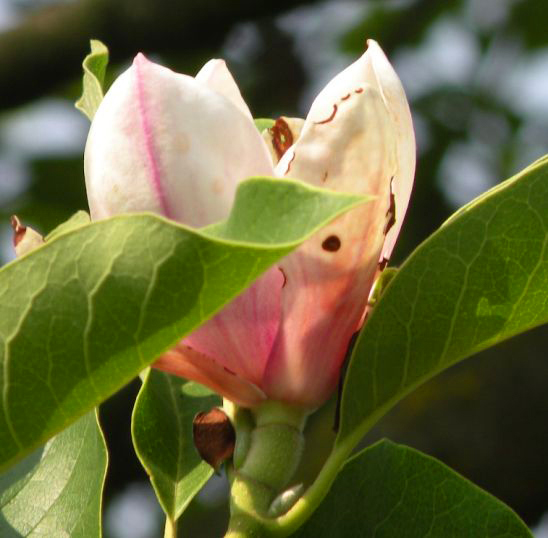 20130807-tulpenboom.jpg