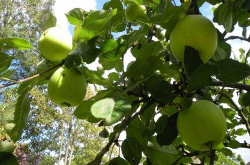 20130901-appel_bewerkt-1.jpg