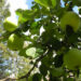 20130901-appel_bewerkt-1.jpg