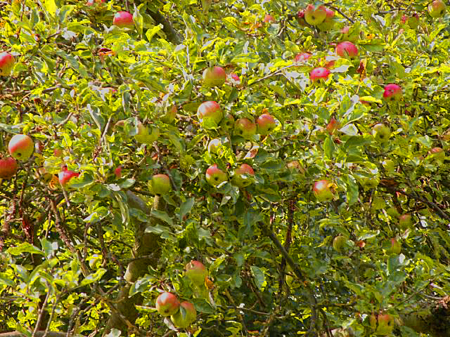 20130901-appelboom.jpg