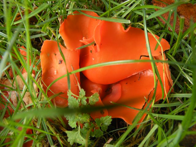20131105-bekerzwam.jpg