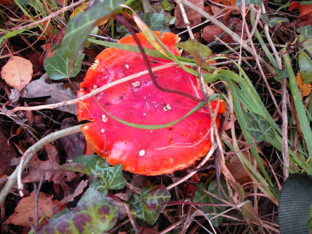 20131105-rood_met_witte_stippen.jpg