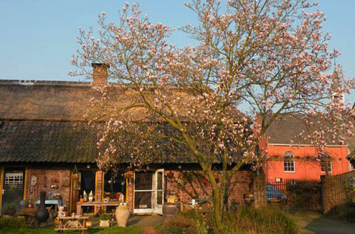 20140319-tulpenboom_bewerkt-1.jpg
