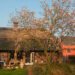 20140319-tulpenboom_bewerkt-1.jpg
