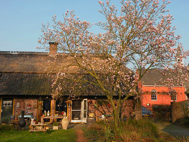 20140319-tulpenboom_bewerkt-1.jpg