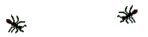 20140321-mieren2.gif