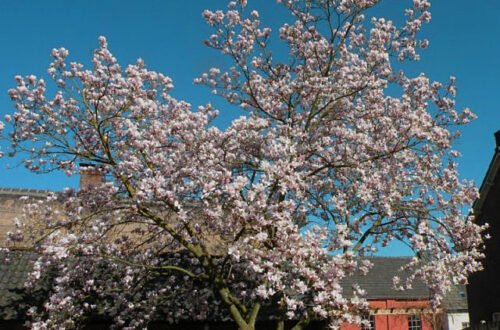 20140321-tulpenboompje.jpg