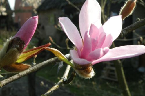 20140415-tulpenboom.jpg