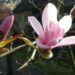 20140415-tulpenboom.jpg