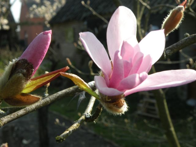 20140415-tulpenboom.jpg