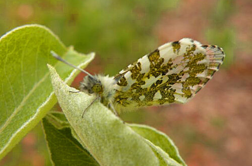 20140416-vlindertje.jpg