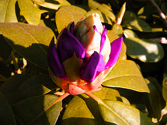 20140506-rhodondendron.jpg