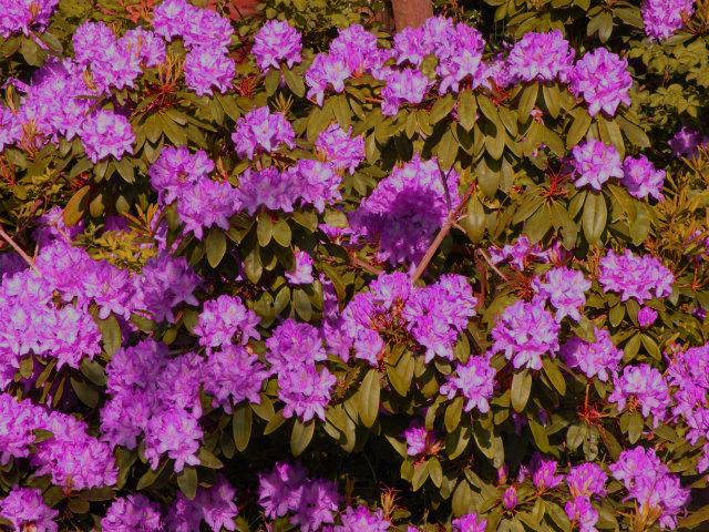 20140506-rhodondendron1.jpg