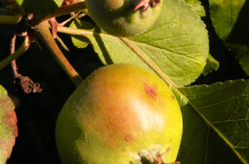 20140620-fruitboom.jpg
