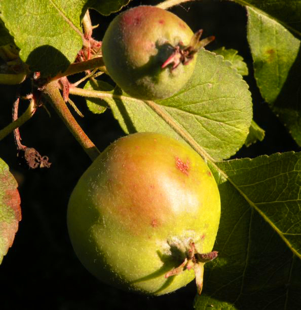 20140620-fruitboom.jpg