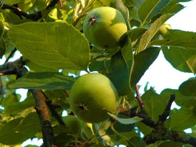 20140620-fruitboom1.jpg