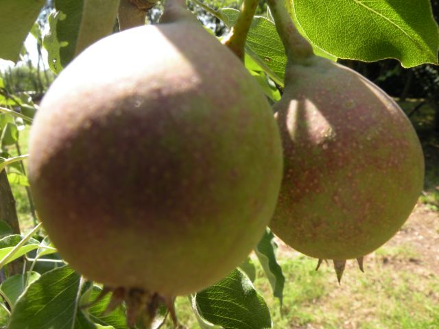 20140805-fruit.jpg